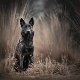 Hondenfoto van Dutchshepherdteam 
