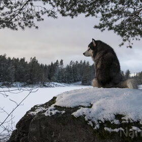 Hondenfoto van Alaska's Finest!