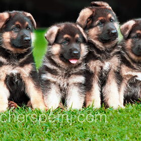 Dit zijn lieve puppy`s he??