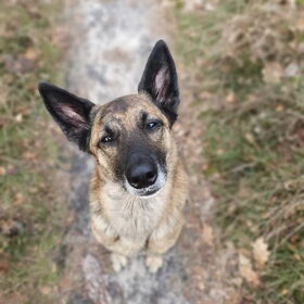 Hondenfoto van Dutchshepherdteam 