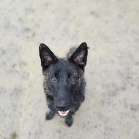 Hondenfoto van Dutchshepherdteam 