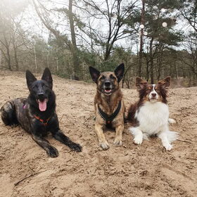 Hondenfoto van Dutchshepherdteam 