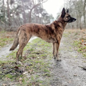 Hondenfoto van Dutchshepherdteam 