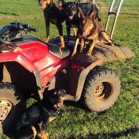Hondenfoto van Dutchshepherdteam 