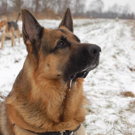 Hondenfoto van Inge & Danger