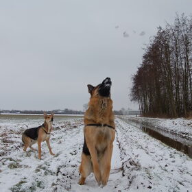Hondenfoto van Inge & Danger