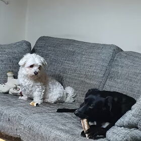 Hondenfoto van Lucia, Lizzy & Ziva