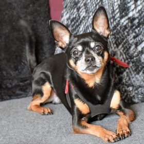 Balou even rustig liggen.