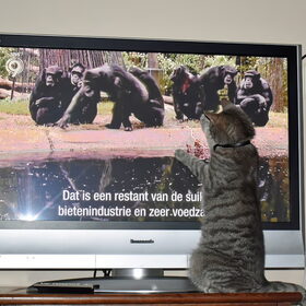 Nemo aan het aapjes kijken.