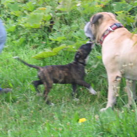 Hondenfoto van Lola&Jojo