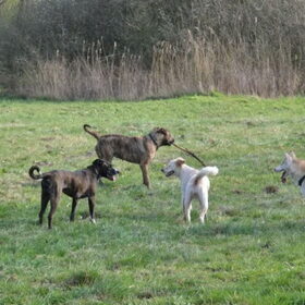 Mama Luna met stok, Donna, Suki het Griekse dametje en Lola