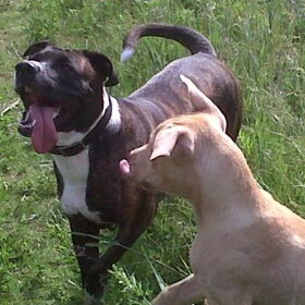 Hondenfoto van Lola&Jojo