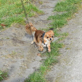 Lotus tijdens een lange wandeling.