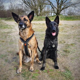 Hondenfoto van Dutchshepherdteam 