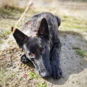 Hondenfoto van Dutchshepherdteam 