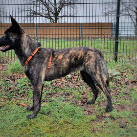 Hondenfoto van Dutchshepherdteam 