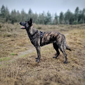 Hondenfoto van Dutchshepherdteam 