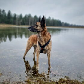 Hondenfoto van Dutchshepherdteam 