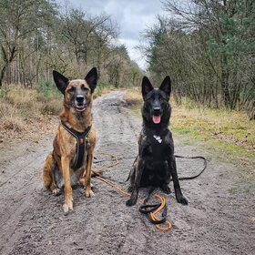 Hondenfoto van Dutchshepherdteam 