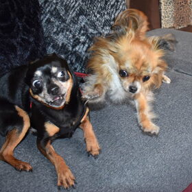 Balou is gelukkig weer helemaal de oude, er word weer volop…