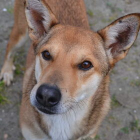Hondenfoto van Sigrid, Sandy, Diva & Nala