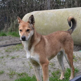 Hondenfoto van Sigrid, Sandy, Diva & Nala