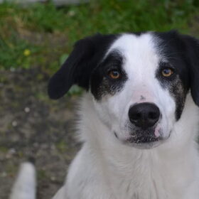 Hondenfoto van Sigrid, Sandy, Diva & Nala