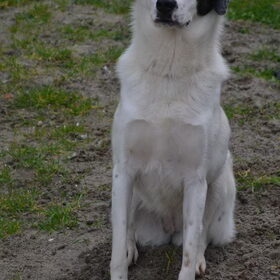 Hondenfoto van Sigrid, Sandy, Diva & Nala
