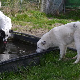 Hondenfoto van Sigrid, Sandy, Diva & Nala