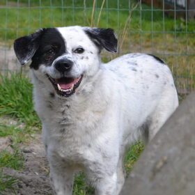 Hondenfoto van Sigrid, Sandy, Diva & Nala