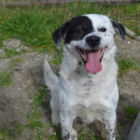 Hondenfoto van Sigrid, Sandy, Diva & Nala