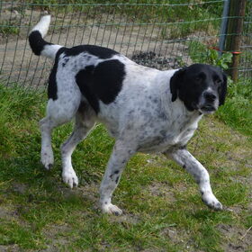 Hondenfoto van Sigrid, Sandy, Diva & Nala