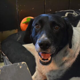 Hondenfoto van Sigrid, Sandy, Diva & Nala