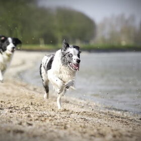 Hondenfoto van Angelique; Bruno, Charlie & Fenna  