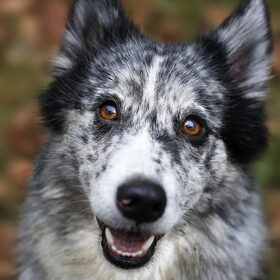 Hondenfoto van Angelique; Bruno, Charlie & Fenna  