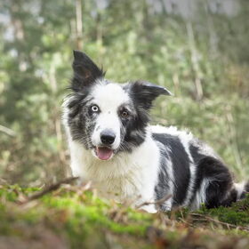 Hondenfoto van Angelique; Bruno, Charlie & Fenna  