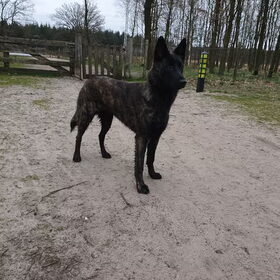 Hondenfoto van Dutchshepherdteam 