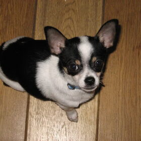 Mickey 6 maanden oud