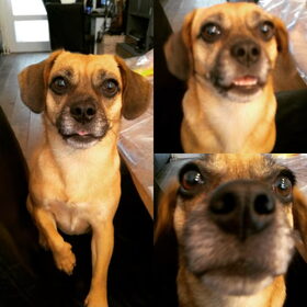 Hondenfoto van Nori met Chewy, Ayla, Leiah & Mace