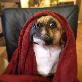 Hondenfoto van Nori met Chewy, Ayla, Leiah & Mace