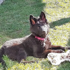 Hondenfoto van Tiamo  ^_^  Dyuna