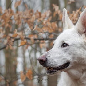 Hondenfoto van Manon, Silver Sky&Malaika