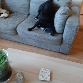 Hondenfoto van Lucia, Lizzy & Ziva