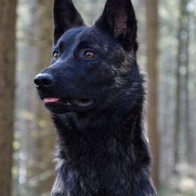 Hondenfoto van Dutchshepherdteam 