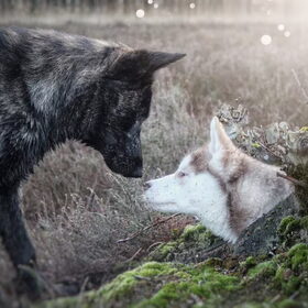 Hondenfoto van Dutchshepherdteam 