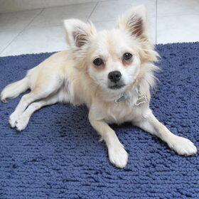 toby