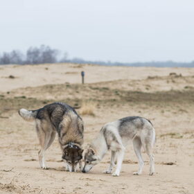Hondenfoto van laura   Diva&Nova