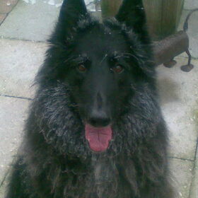 chico onder de rijp in de winter van 2010. Mooi gezicht he?