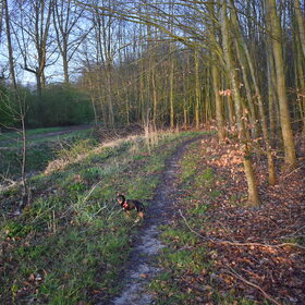 Balou in het bos.