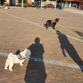Hondenfoto van Lucia, Lizzy & Ziva